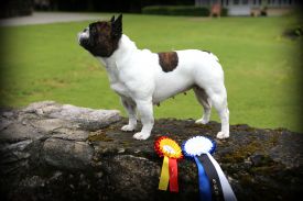 FI&EE&LV MVA Taffinelli's Fields of Faith