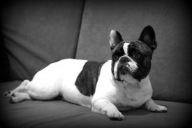 FI&EE&LV MVA Taffinelli's Fields of Faith