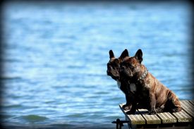 C.I.B, EE& FI & LV MVA, LT JMVA, LV JMVA, EE JMVA, BALT JMVA Taffinelli's Dazzling Star