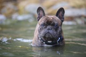 C.I.B, EE& FI & LV MVA, LT JMVA, LV JMVA, EE JMVA, BALT JMVA Taffinelli's Dazzling Star