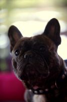 C.I.B, EE& FI & LV MVA, LT JMVA, LV JMVA, EE JMVA, BALT JMVA Taffinelli's Dazzling Star