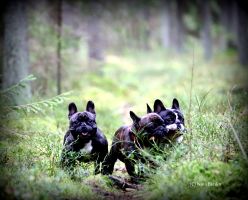 C.I.B, EE& FI & LV MVA, LT JMVA, LV JMVA, EE JMVA, BALT JMVA Taffinelli's Dazzling Star