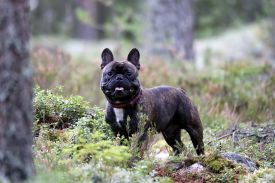 C.I.B, EE& FI & LV MVA, LT JMVA, LV JMVA, EE JMVA, BALT JMVA Taffinelli's Dazzling Star