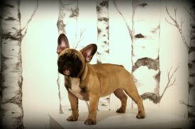 Mersedes Medaus Kvapas