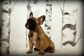 Mersedes Medaus Kvapas