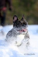 A'Vigdors Izolde Aimee Par Tristan