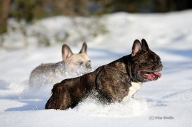 A'Vigdors Izolde Aimee Par Tristan