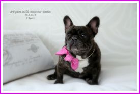 A'Vigdors Izolde Aimee Par Tristan