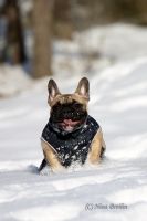 Mersedes Medaus Kvapas