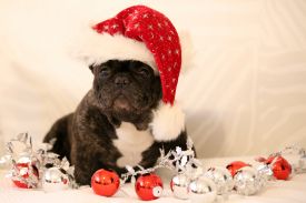 A'Vigdors Izolde Aimee Par Tristan