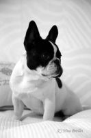 EST & LT JMVA Neuvieme Art  Des Courtines De Chambray