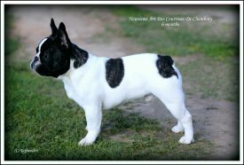 EST & LT JMVA Neuvieme Art  Des Courtines De Chambray