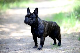 C.I.B.,FI MVA,LV MVA, EE MVA, BALT JMVA,LV JMVA,EE JMVA,LT JMVA Agramer's Just Wow