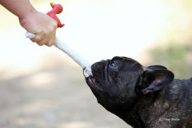 C.I.B.,FI MVA,LV MVA, EE MVA, BALT JMVA,LV JMVA,EE JMVA,LT JMVA Agramer's Just Wow