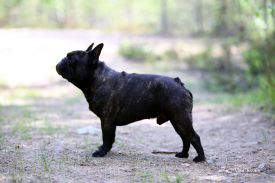 C.I.B.,FI MVA,LV MVA, EE MVA, BALT JMVA,LV JMVA,EE JMVA,LT JMVA Agramer's Just Wow