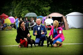 C.I.B.,FI MVA,LV MVA, EE MVA, BALT JMVA,LV JMVA,EE JMVA,LT JMVA Agramer's Just Wow