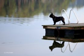 EST & LV & FI MVA, LV & EST JMVA Taffinelli's  L'Amour  De Fleur