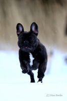 EST & LV & FI MVA, LV & EST JMVA Taffinelli's  L'Amour  De Fleur