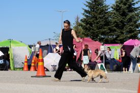 Mersedes Medaus Kvapas