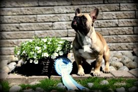 Mersedes Medaus Kvapas