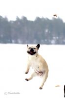 BALT, LT,LV & EE VET MVA, FI MVA, EE MVA LV MVA Taffinelli's Dolores