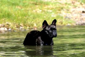 LouLou La vie Boheme