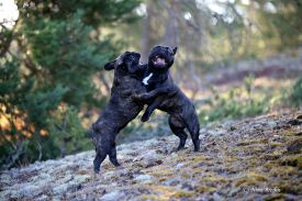 LouLou La vie Boheme