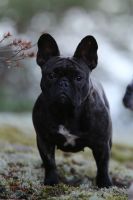 LouLou La vie Boheme