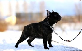 Taffinelli's Ma Belle Michelle