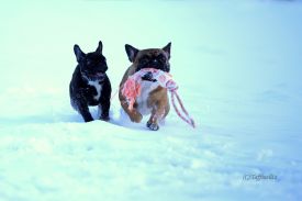 Taffinelli's Ma Belle Michelle