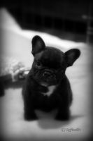 Taffinelli's Ma Belle Michelle