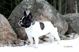 EST & LT JMVA Neuvieme Art Des Courtines De Chambray