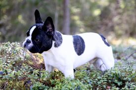 EST & LT JMVA Neuvieme Art  Des Courtines De Chambray