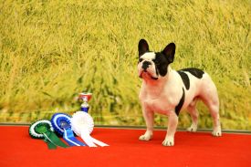 Taffinelli's Jean-Baptiste