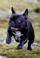 Taffinelli's Oh La La