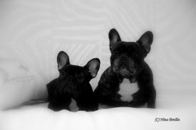 Taffinelli's Oh La La