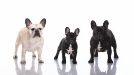 Taffinelli's Oh La La