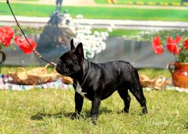 Taffinelli's Oh La La