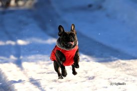 LouLou La vie Boheme