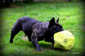 LouLou La vie Boheme