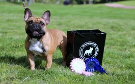 Taffinelli's Que Fait La Vie