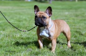 Taffinelli's Que Fait La Vie