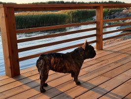 Taffinelli's Paris Maquis