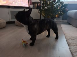 Taffinelli's Paris Maquis