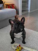 Taffinelli's Paris Maquis