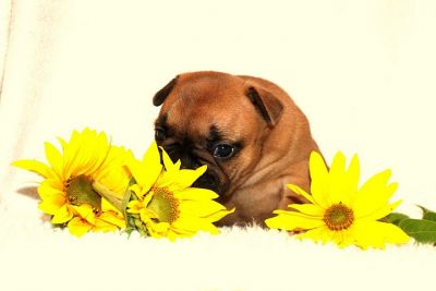 Taffinelli's Kennel Ranskanbulldogit